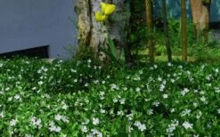 White Evergreen Periwinkle (Vinca Minor 'Alba') - 6 Pack Of Pint Pots -Plant Lover House Shop vinca minor alba white evergreen periwinkle 6 1