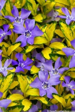 Illumination Variegated Periwinkle (Vinca Minor) - 6 Pack Of Pint Pots -Plant Lover House Shop vinca minor illumination 10