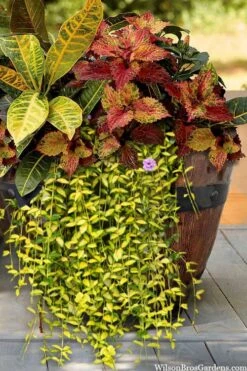 Illumination Variegated Periwinkle (Vinca Minor) - 6 Pack Of Pint Pots -Plant Lover House Shop vinca minor illumination 7