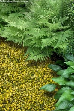 Illumination Variegated Periwinkle (Vinca Minor) - 6 Pack Of Pint Pots -Plant Lover House Shop vinca minor illumination 8