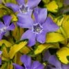 Illumination Variegated Periwinkle (Vinca Minor) - 6 Pack Of Pint Pots -Plant Lover House Shop vinca minor illumination 9