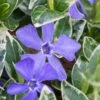 Ralph Shugert Variegated Periwinkle - Vinca Minor - 3 Pack Of Pint Pots -Plant Lover House Shop vinca minor ralph shugert variegated evergreen periwinkle 1