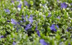 Ralph Shugert Variegated Periwinkle - Vinca Minor - 3 Pack Of Pint Pots -Plant Lover House Shop vinca minor ralph shugert variegated evergreen periwinkle 3