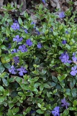 Ralph Shugert Variegated Periwinkle (Vinca Minor) - 6 Pack Of Pint Pots -Plant Lover House Shop vinca minor ralph shugert variegated evergreen periwinkle 4 1