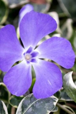 Ralph Shugert Variegated Periwinkle - Vinca Minor - 3 Pack Of Pint Pots -Plant Lover House Shop vinca minor ralph shugert variegated evergreen periwinkle 6