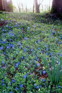 Ralph Shugert Variegated Periwinkle (Vinca Minor) - 6 Pack Of Pint Pots -Plant Lover House Shop vinca minor ralph shugert variegated evergreen periwinkle 7 1