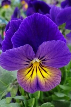 Celestial Northern Lights Hardy Viola - 5 Pack Of Quarts -Plant Lover House Shop viola celestial northern lights 2