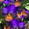 Celestial Northern Lights Hardy Viola - 5 Pack Of Quarts -Plant Lover House Shop viola celestial northern lights 4