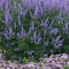Delta Blues Chaste Tree (Vitex) - 3 Gallon Pot -Plant Lover House Shop vitex agnus castus delta blues 21