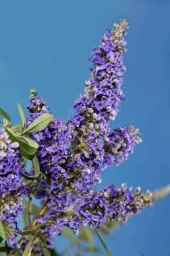 Delta Blues Chaste Tree (Vitex) - 3 Gallon Pot -Plant Lover House Shop vitex agnus castus delta blues 22