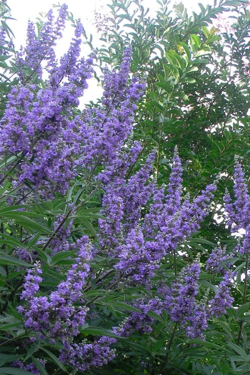 Shoal Creek Chaste Tree (Vitex) - 5 Gallon Pot 3 Shoal Creek Chaste Tree (Vitex) - 5 Gallon Pot