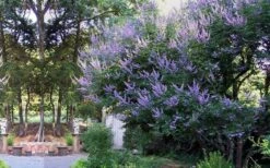 Shoal Creek Chaste Tree (Vitex) - 5 Gallon Pot 13 Shoal Creek Chaste Tree (Vitex) - 5 Gallon Pot -Plant Lover House Shop vitex agnus castus shoal creek chaste tree 53