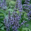 Blue Diddley Dwarf Chaste Tree - Vitex Agnus-castus - 3 Gallon Pot -Plant Lover House Shop vitex blue diddley dwarf chaste tree 21