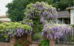 Blue Chinese Wisteria Vine (Wisteria Sinensis) - 3 Gallon Pot -Plant Lover House Shop wisteria sinensis chinese blue 2