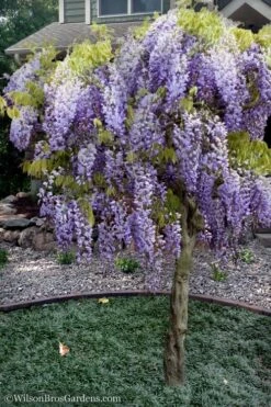 Blue Chinese Wisteria Vine (Wisteria Sinensis) - 3 Gallon Pot -Plant Lover House Shop wisteria sinensis chinese blue 8