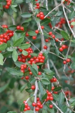 Weeping Yaupon Holly (Ilex Vomitoria 'Pendula') - 7 Gallon Pot (7-8') 14 Weeping Yaupon Holly (Ilex Vomitoria 'Pendula') - 7 Gallon Pot (7-8') -Plant Lover House Shop yaupon holly weeping 13