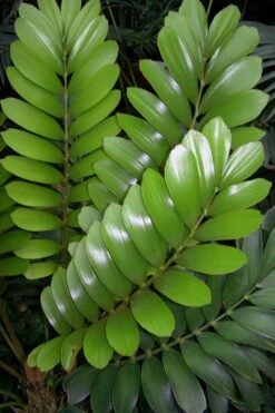 Coontie Palm (Zamia Pumila) - 7 Gallon Pot -Plant Lover House Shop zamia pumila florida coontie 3