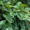 Coontie Palm (Zamia Pumila) - 7 Gallon Pot -Plant Lover House Shop zamia pumila florida coontie 4