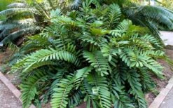 Coontie Palm (Zamia Pumila) - 7 Gallon Pot -Plant Lover House Shop zamia pumila florida coontie 5